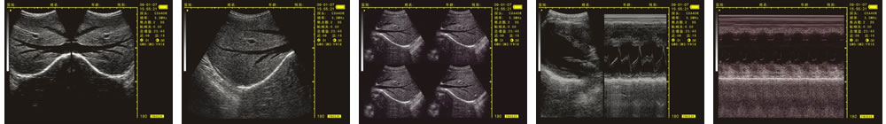 V-20掌上B型超聲診斷儀(動物版)一流的數(shù)字成像技術(shù)，圖像更清晰